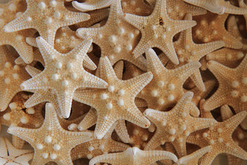 seastar texture (starfish background)