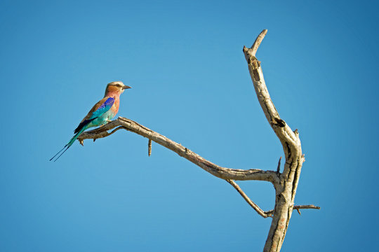 Bee Eater Bird, South Africa