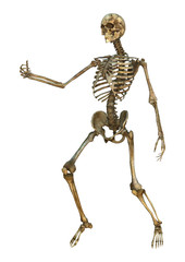 Human Skeleton