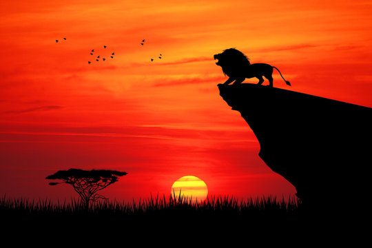 Lion on rope at sunset