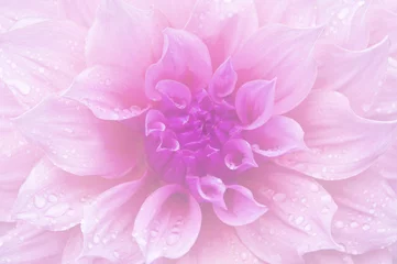 Photo sur Plexiglas Dahlia Dahlia soft color and blur style for background.