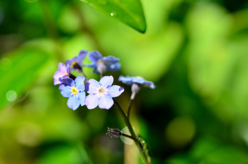 Blatt mit Wassertropfen
