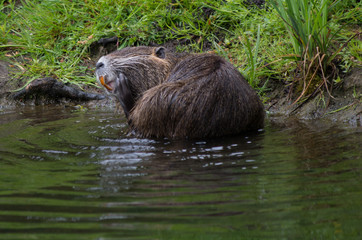 Nutria