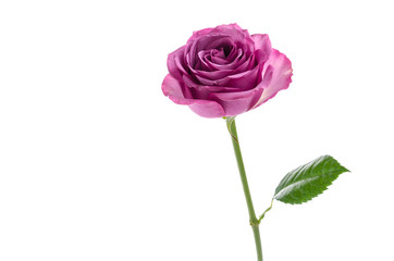 Pink rose isolated on white