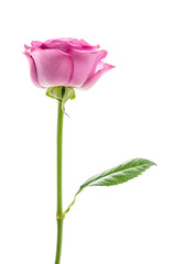 Pink rose isolated on white