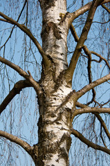 Fototapeta na wymiar detail of a birch tree