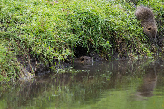 Nutria