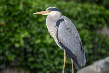 wild heron