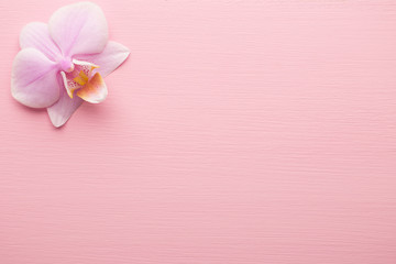 Naklejka na ściany i meble Pink orchid.