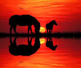 Fototapeta na wymiar zebras at sunset