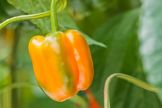 Orange Bell Pepper In A Greenhouse