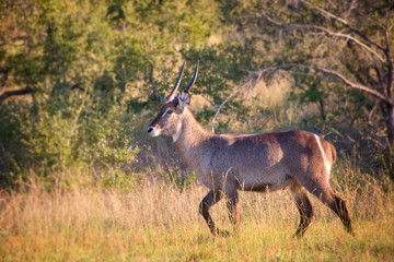 Waterbuck antelope, South Africa
