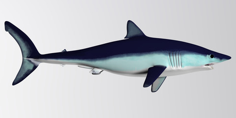 Obraz premium Mako Shark Side Profile