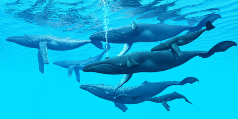 Naklejka premium Humpback Whale Group