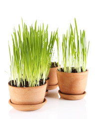 Green grass in flowerpots, isolated on white