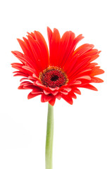 Gerbera