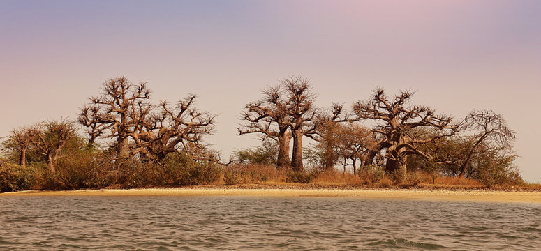 Parc national du delta du Sine Saloum (Sénégal)