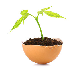 Young green plant growing in eggshell isolated on white