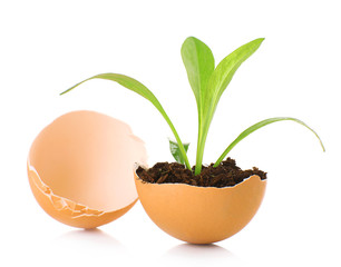 Young green plant growing in eggshell isolated on white