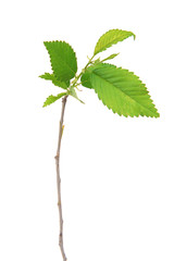 Branch with leaf isolated on white