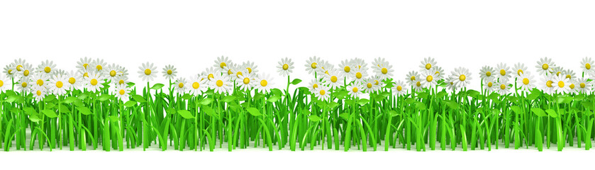 Grass green with flowers isolated