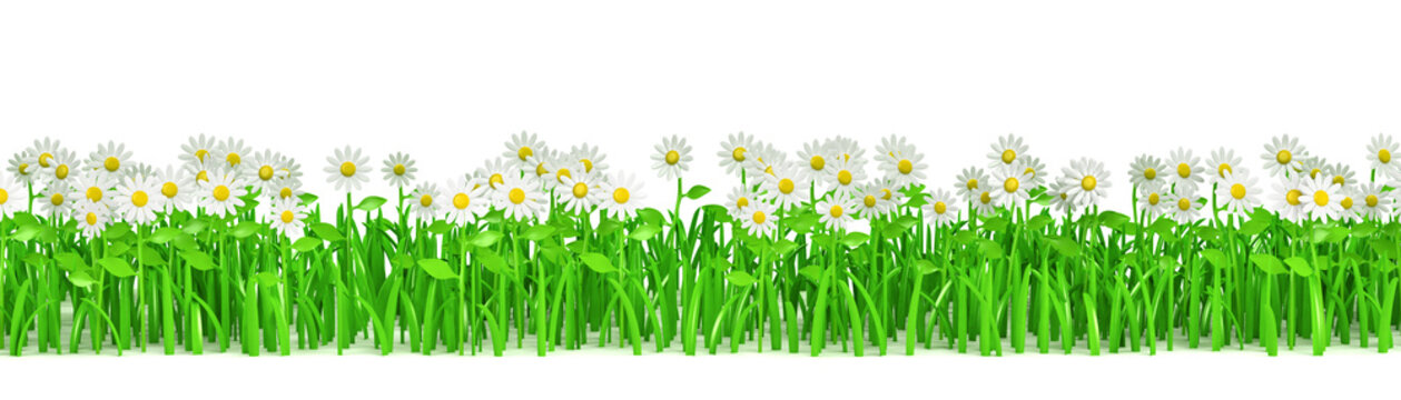 Grass green with flowers isolated