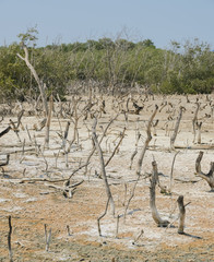 Dead mangrove tree