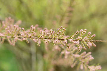 Beautiful blossom outdoors