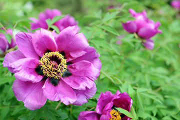 Beautiful blossom outdoors