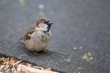 little sparrow