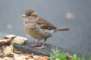 little sparrow