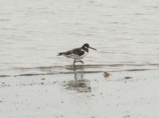 Oystercatcher bird wading on the beach
