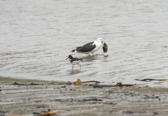 Herring gull with fish in the sea