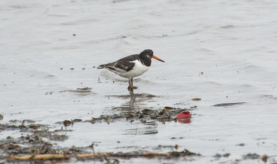 Oystercatcher bird wading on the beach