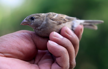Sparrow on hand with selective focus