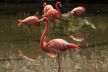 rosa Flamingos im Wasser