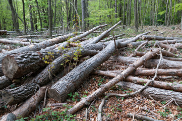 cut logs