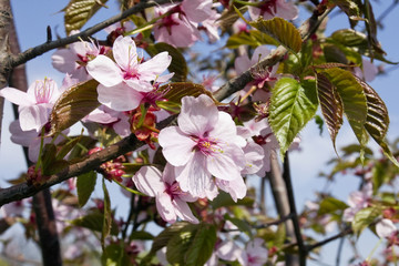 Blossoms Japanese cherry tree
