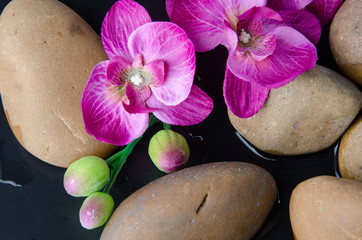 Obraz na płótnie Canvas Pebbles and purple flowers