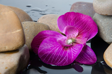 Pebbles and a purple flower