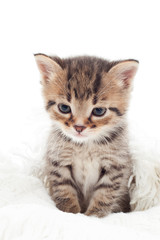 cute tabby kitten sitting on a blanket