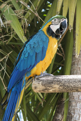 Blue and Yellow Macaw posing over a branch