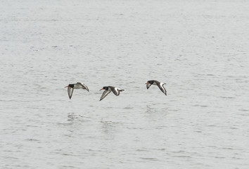 Flock of oystercatchers in flight