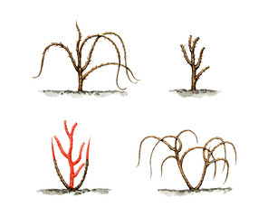 Trimming bushes of raspberry