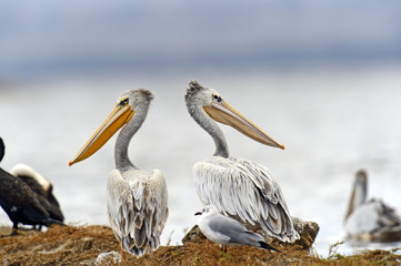 Pelican