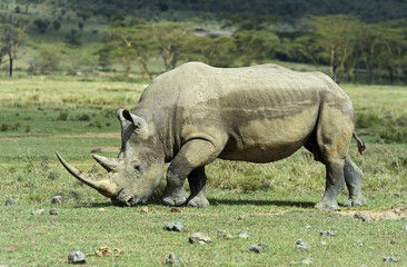 Obraz premium White Rhino