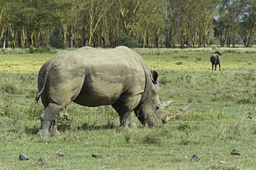 Fototapeta premium Rhino