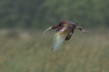 White-faced Ibis Flying Over a Marsh