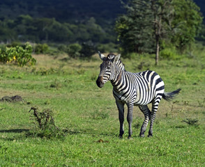 African Zebras