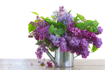 Bunch of Lilac in watering can